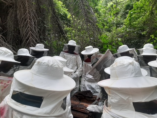 Kokosschalen-Sammlung in Ghana