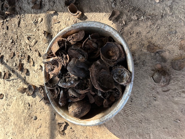 Kokosschalen-Sammlung in Ghana