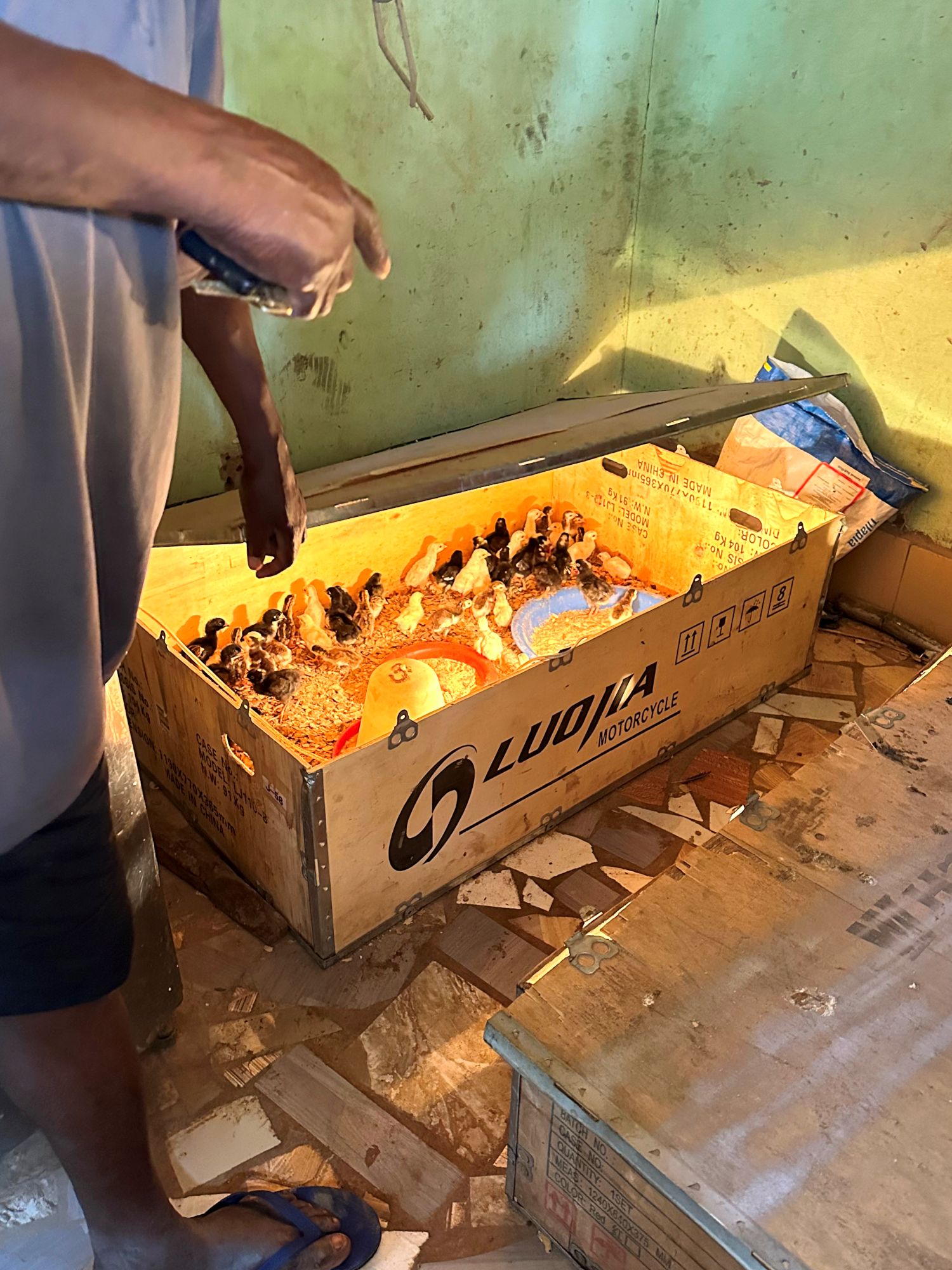 Kokosschalen-Sammlung in Ghana